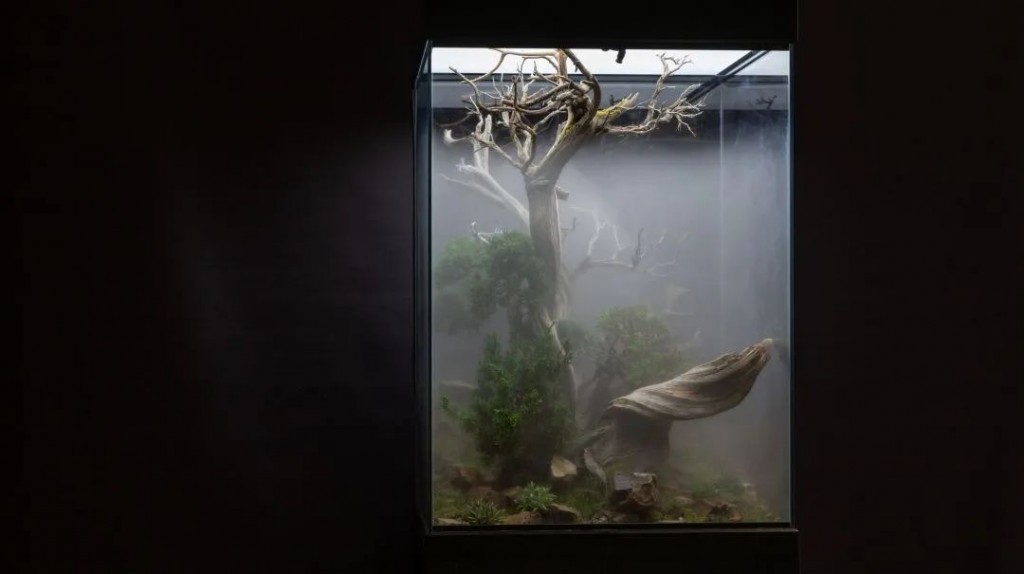 吴文化博物馆如何通过古树故事实现文化突围(图5)