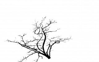 艺术与自然的对话：探索植物的生命与生态关系 - 新火设计艺术资讯