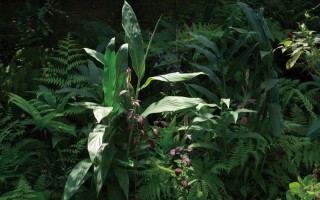 南方艺术空间中的自然共生与集体实践 - 新火设计艺术资讯