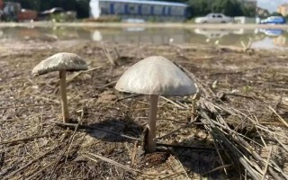 共生世的启示：艺术与自然的协同进化 - 新火设计艺术资讯