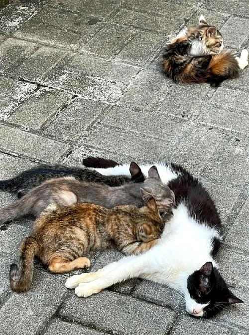 炼金术与艺术的隐秘联系：从符号到哲学(图3)