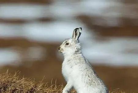 春季艺术之旅：江南古韵与书画珍品的邂逅 - 新火设计艺术资讯