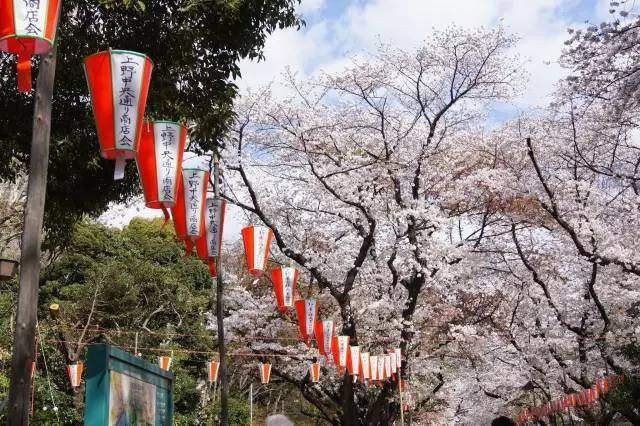 上野花开，东京赏樱与艺术之旅指南 - 新火设计艺术资讯
