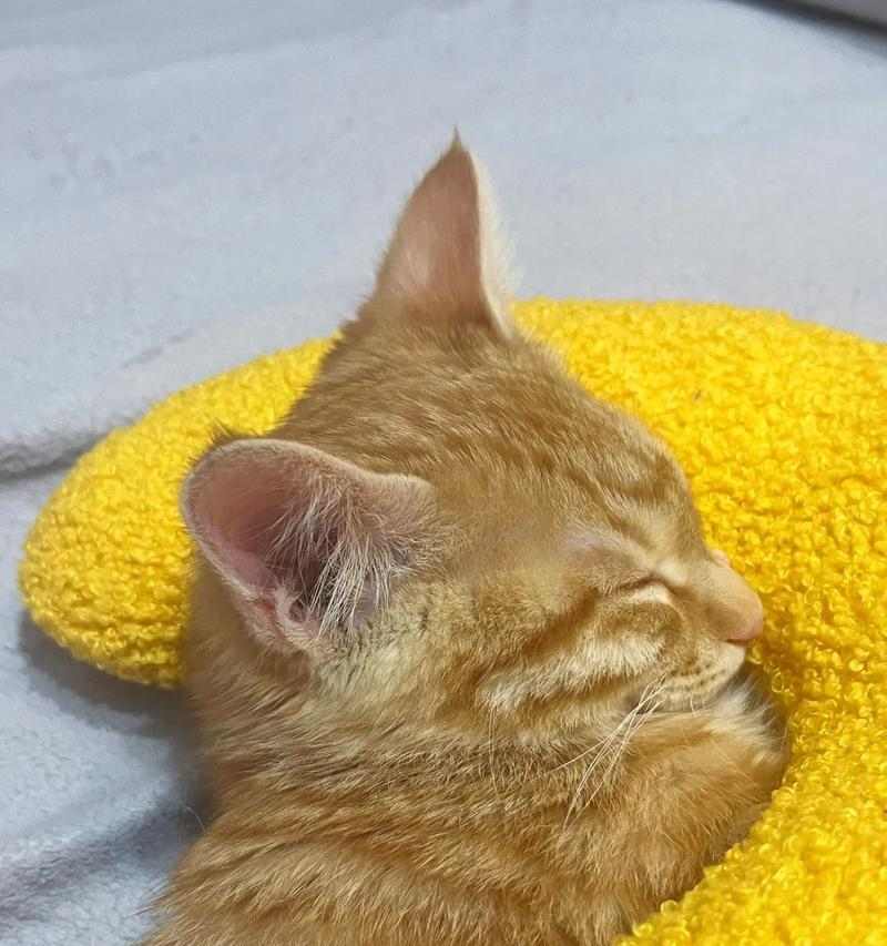 朱利安·奥培：以简笔人物重塑艺术与生活的边界 - 新火设计艺术资讯