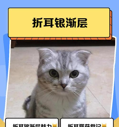 巴塞尔艺术展香港展会全攻略：艺术展览与文化探索(图4)