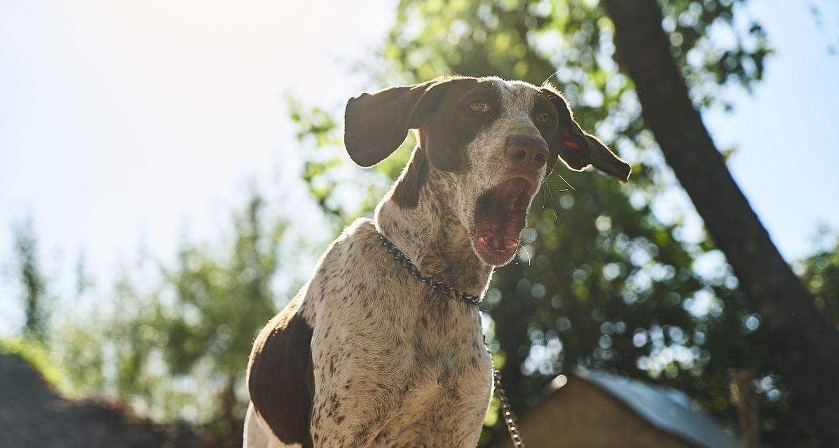 探寻中国瓷器之美：从先秦原始青瓷到晚清彩瓷 - 新火设计艺术资讯
