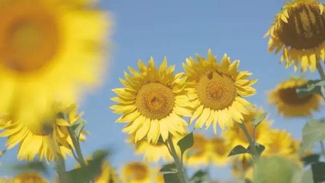 ArtCalendar | 阿尔勒梵高艺术之旅 - 新火设计艺术资讯