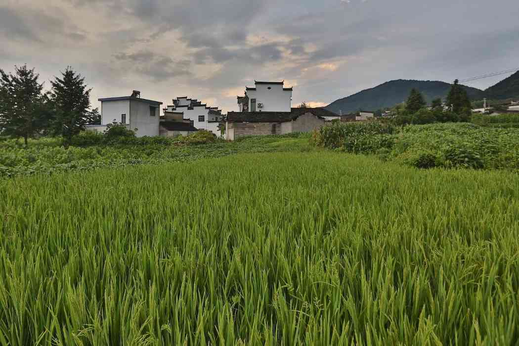 碧山之惑：欧宁回溯碧山计划这5年的三个核心问题 - 新火设计艺术资讯