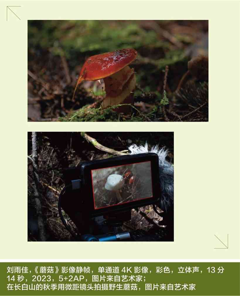 蘑菇、萨满与自然疗愈：艺术的灵性回归｜未来志异(图2)