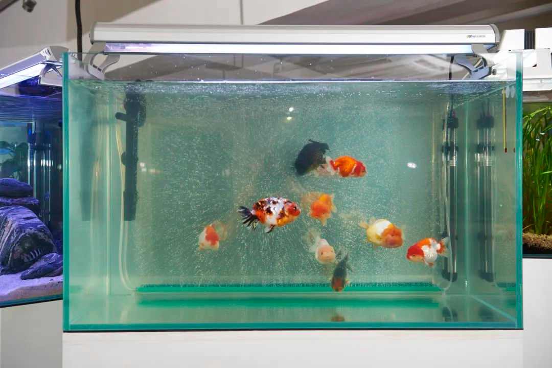 杨沛铿：植物与水族中的情感隐喻｜艺术创作核心技巧(图2)