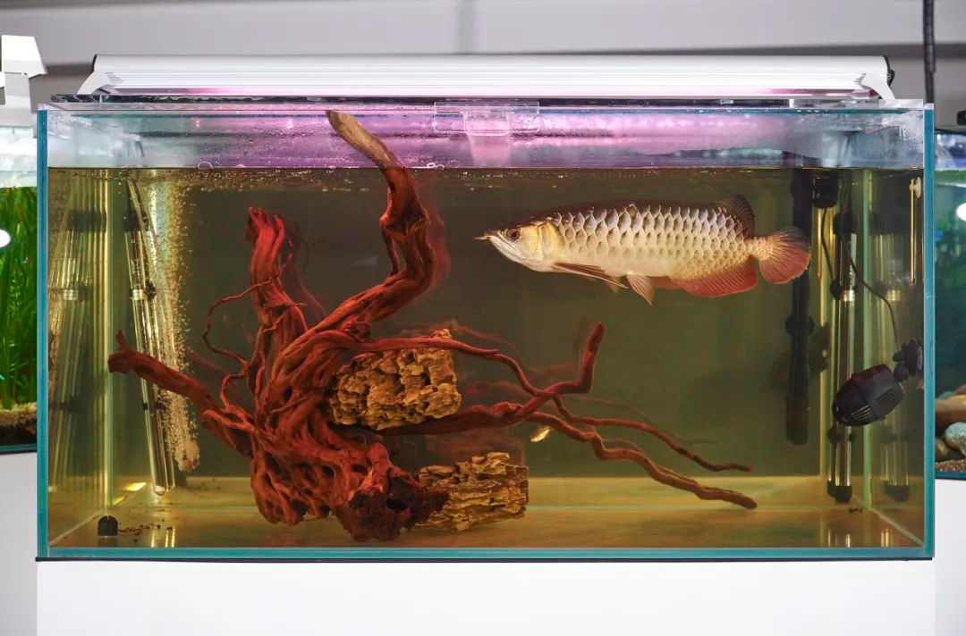 杨沛铿：植物与水族中的情感隐喻｜艺术创作核心技巧(图3)