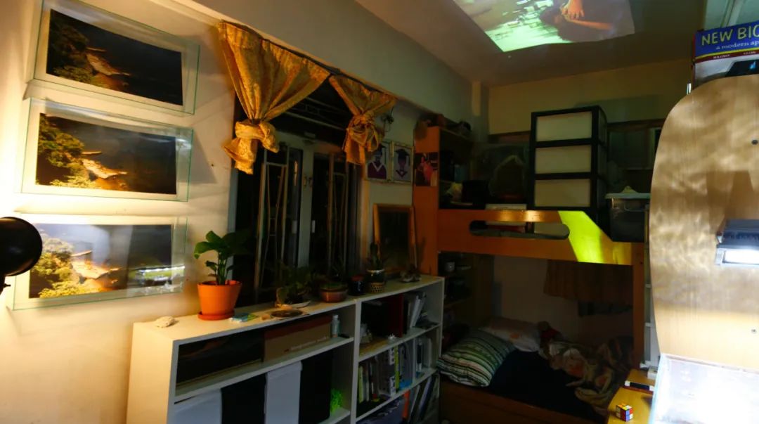 杨沛铿：植物与水族中的情感隐喻｜艺术创作核心技巧(图5)