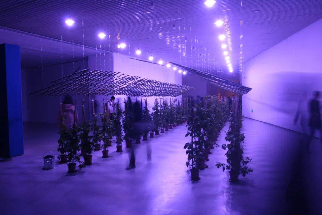 杨沛铿：植物与水族中的情感隐喻｜艺术创作核心技巧(图7)