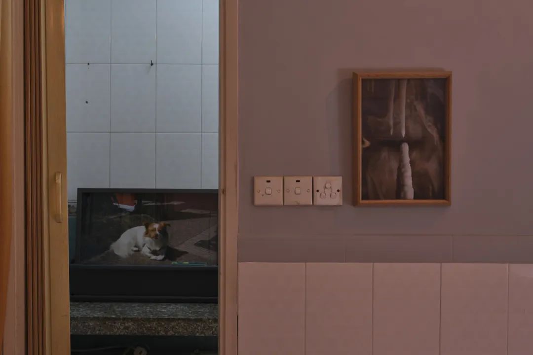 杨沛铿：植物与水族中的情感隐喻｜艺术创作核心技巧(图11)