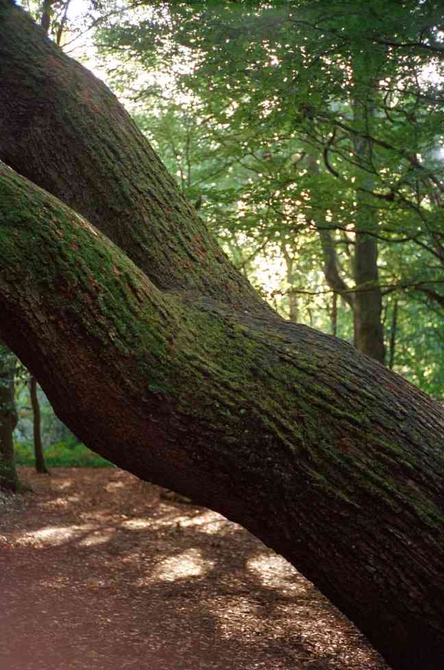杨沛铿：植物与水族中的情感隐喻｜艺术创作核心技巧(图18)
