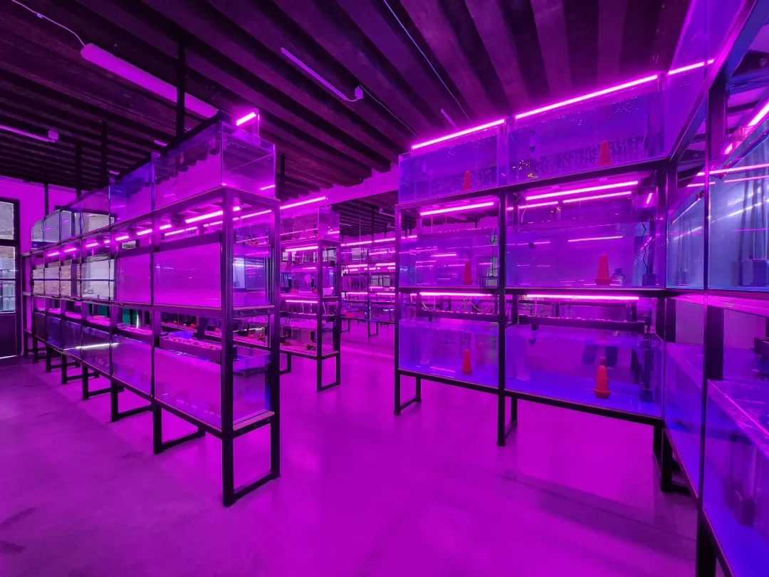 杨沛铿：植物与水族中的情感隐喻｜艺术创作核心技巧(图23)